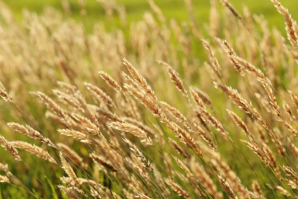 Reed Canary Grass