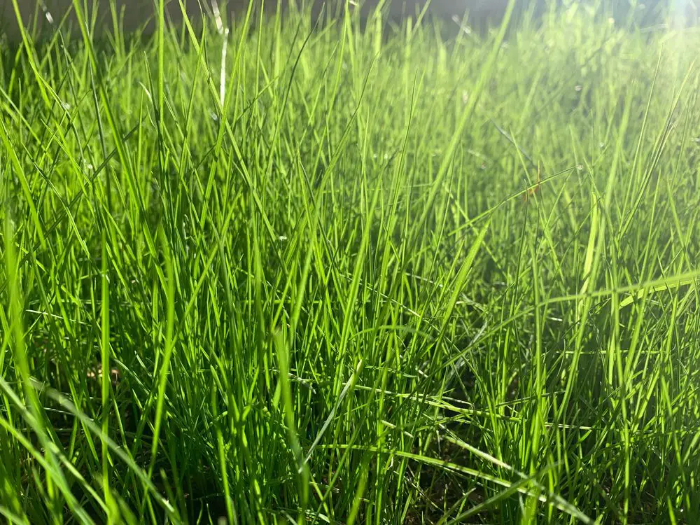 Fescue grass