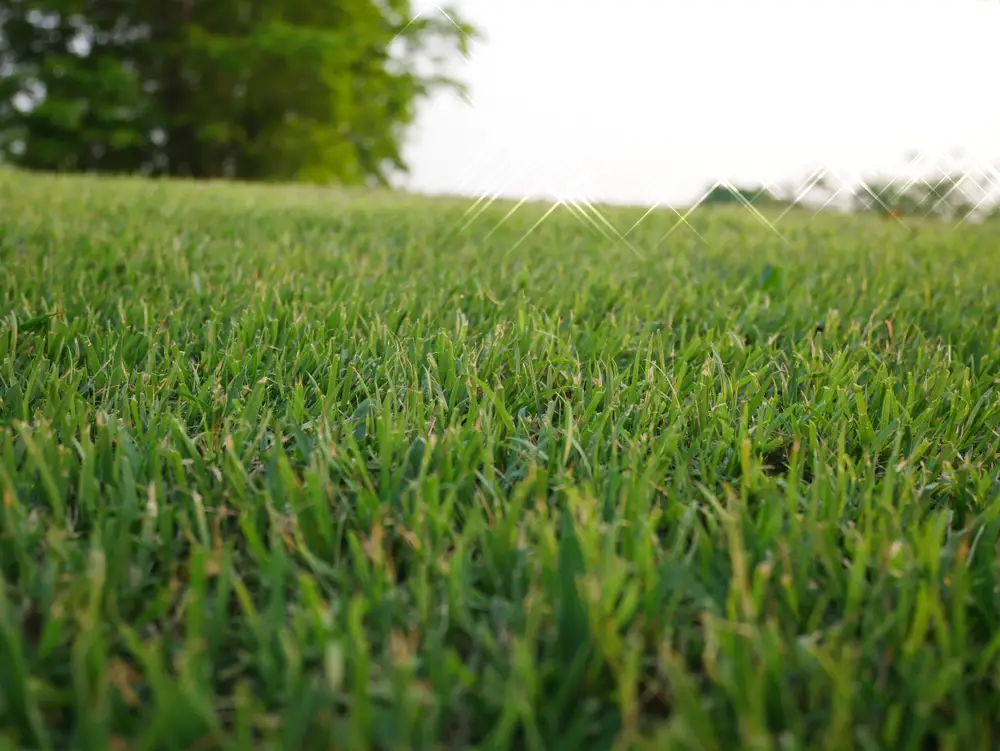 Bermuda grass