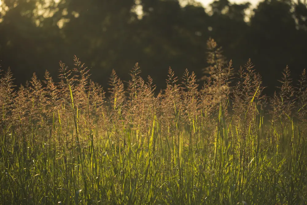 Kentucky Bluegrass