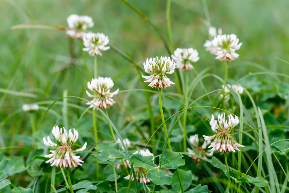 Clover flowers and grass