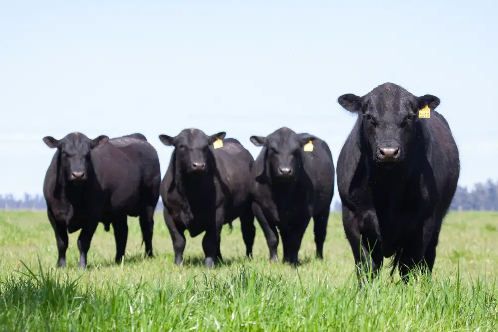4 black angus cows standing on grass
