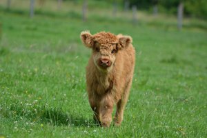 What Are Blow Dried Cows? And Why Do Farmers Do This?