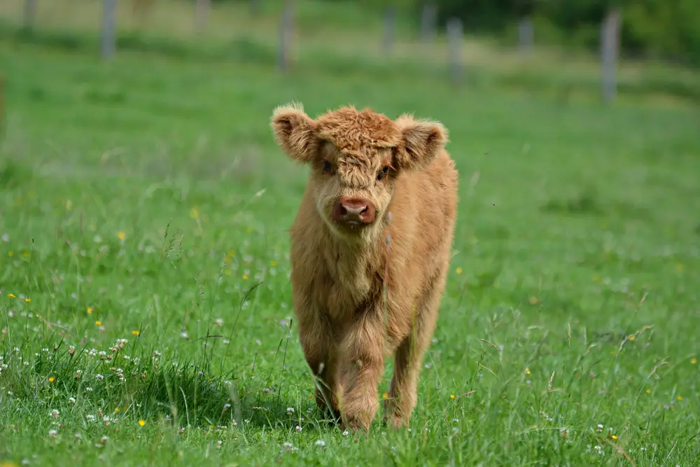 What Are Blow Dried Cows? And Why Do Farmers Do This?