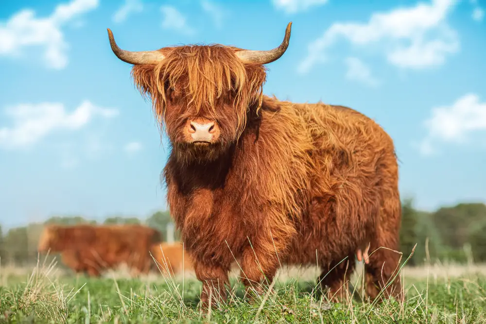 A blow dried Highland cow