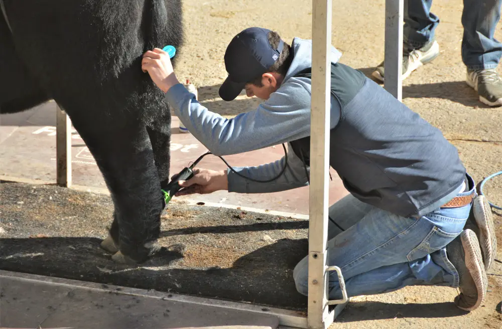 a man preparing his cow for a cattle show