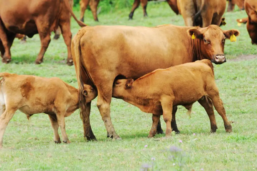 a cow with twin calves drinking her milk