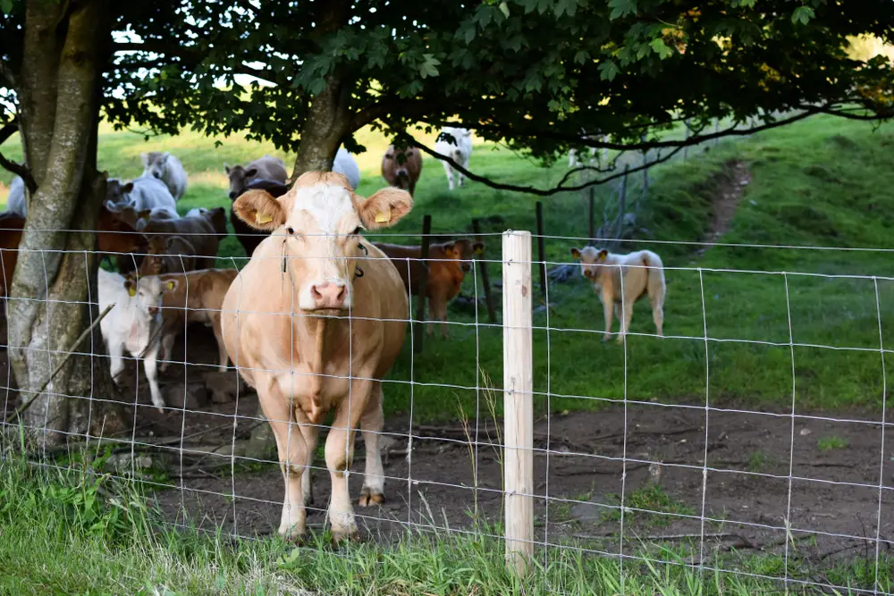 Herd of cows behind Hinged-Joint Fence