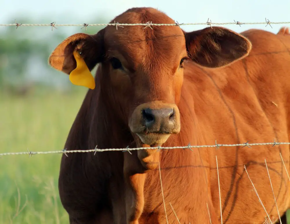 5 Best Types Of Cattle Fences That Stand Strong For Years