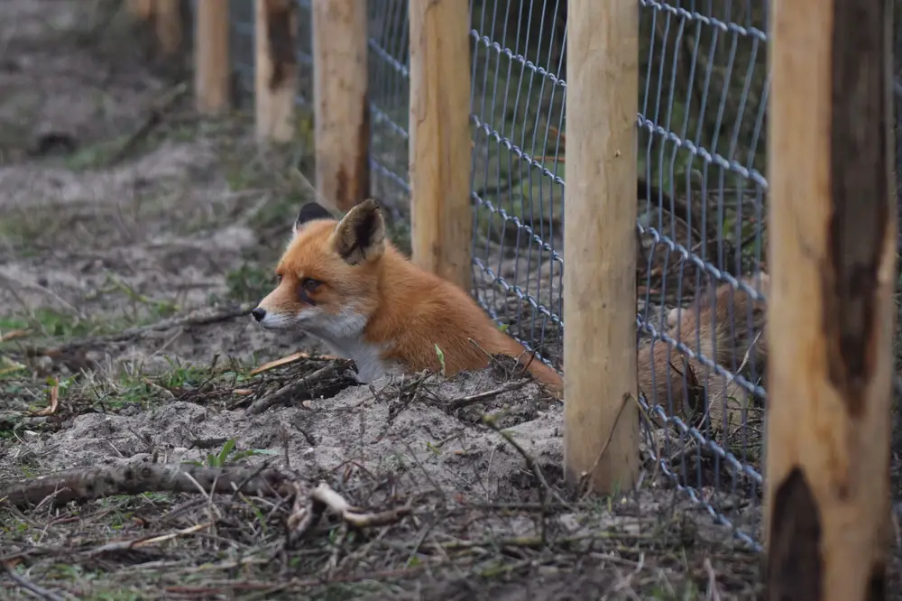 a fox under a fence