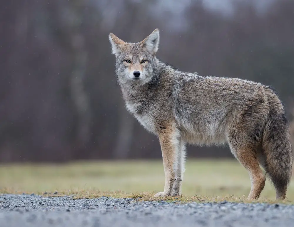 a coyote