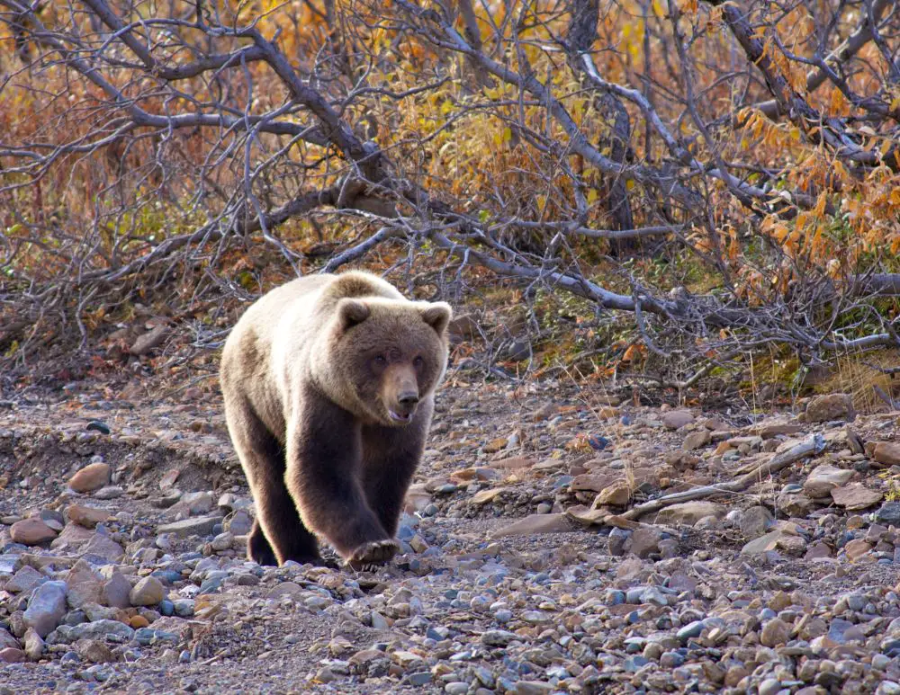 a bear walking on dry river bed
