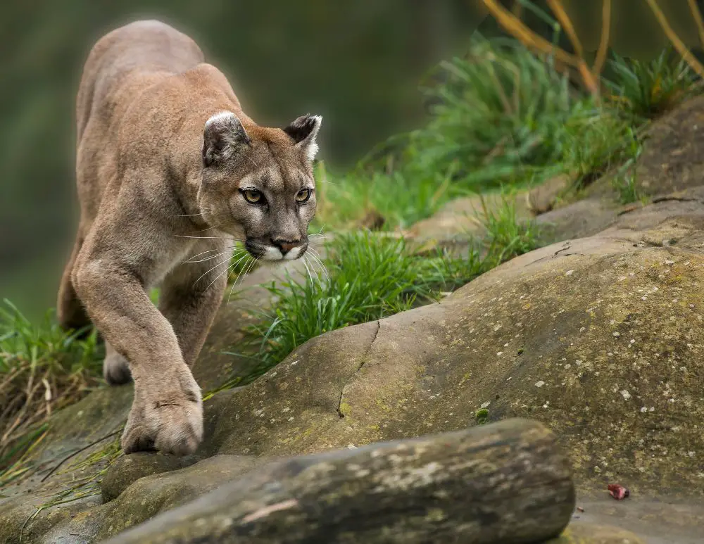 a mountain lion stalking prey