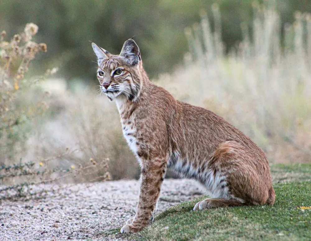 a bobcat sitting on grass