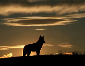 The Deadly Truth About Cow Predators: A Carnivore'S Feast - ppvdddf