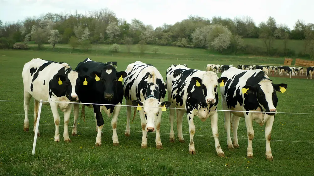 5 Holstein cows behind electric fence