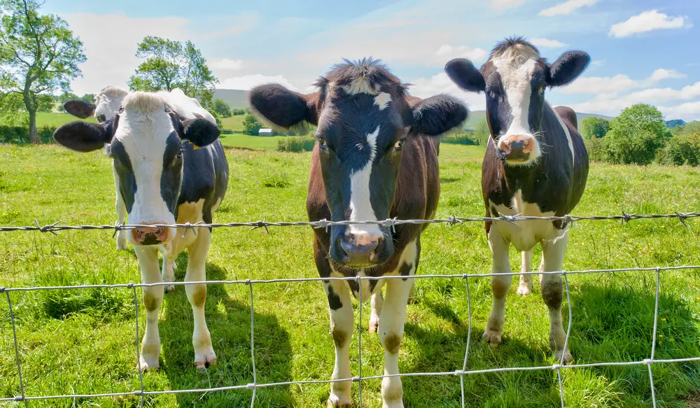 3 cows behind barbed wire fence