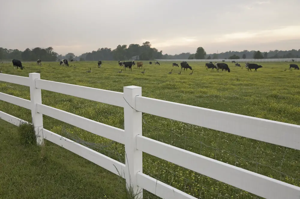 Herd of cows and geese behind white wooden fence