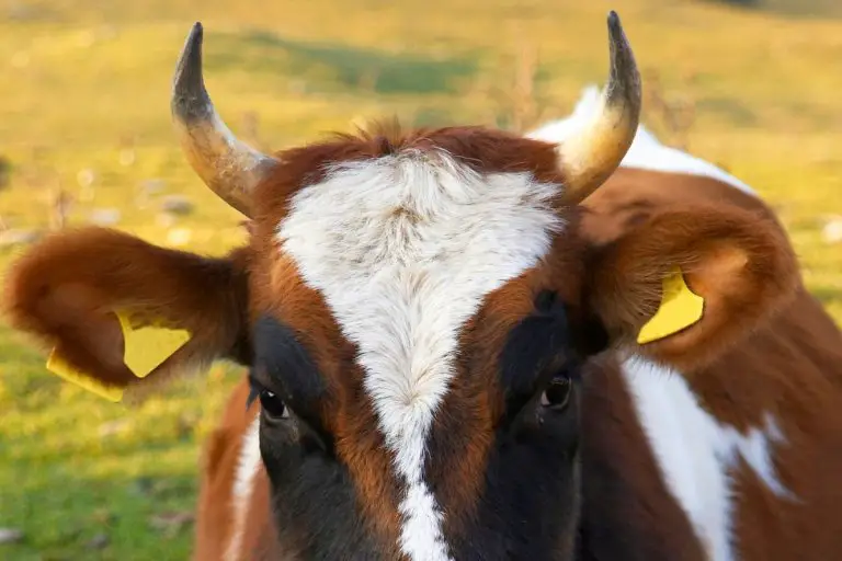 Cow Vision How Do They Perceive Their World And See At Night?