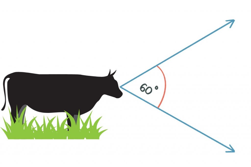 cow depth perception graphic