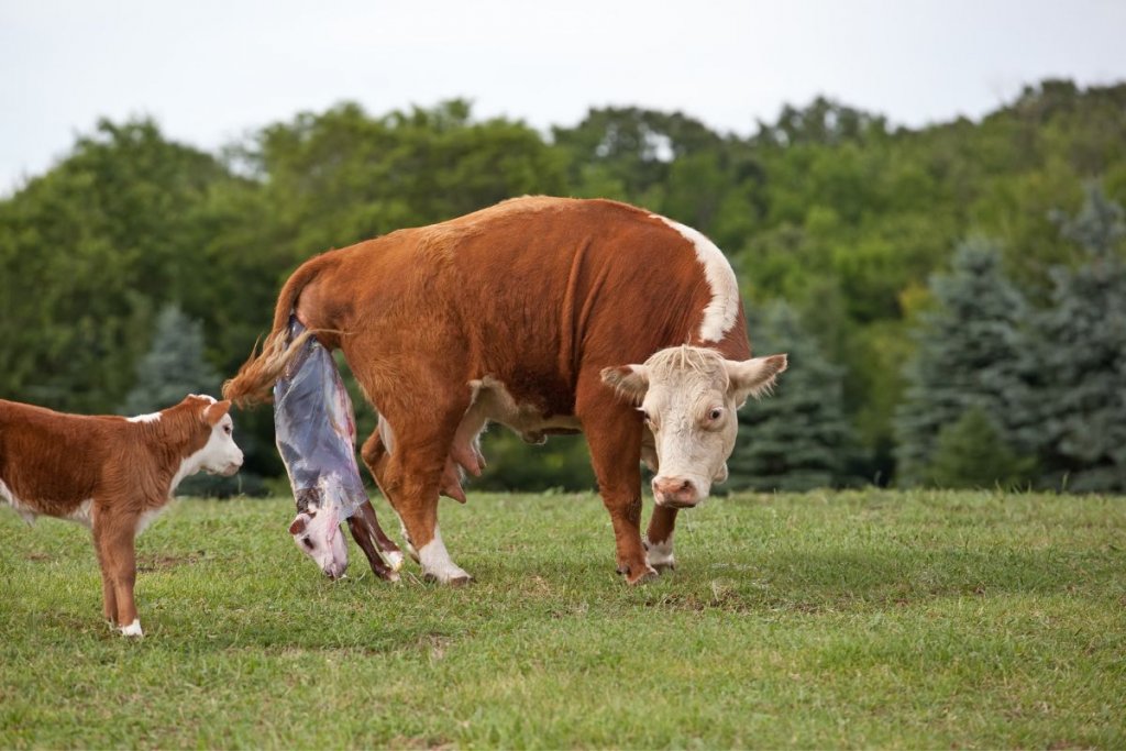 cow giving birth to calf