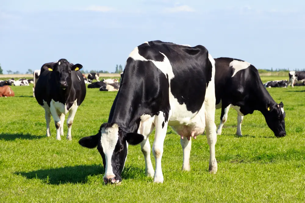 a herd of holstein cows