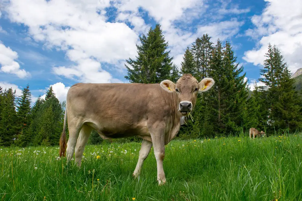 a single brown swiss cow