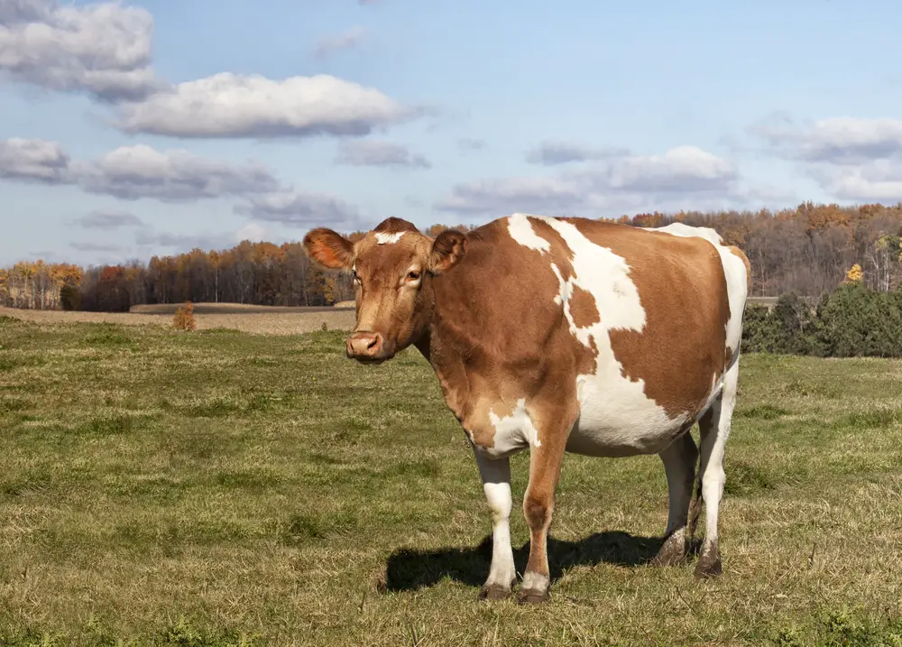 a single guernsey cow