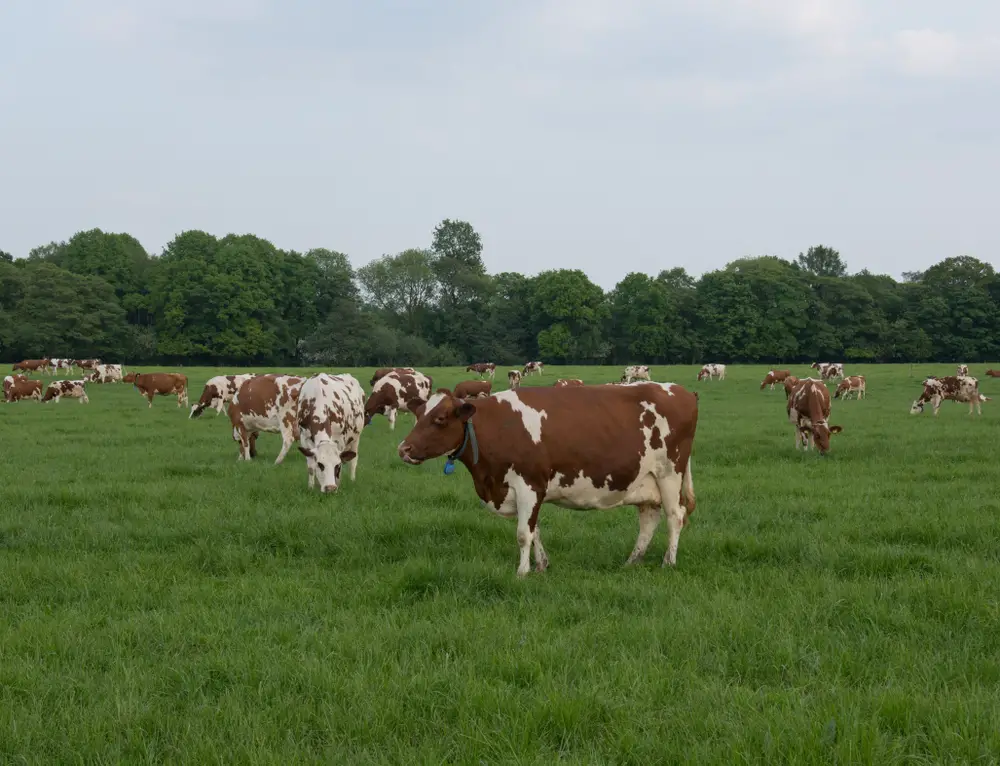 a large heard of ayrshire cows