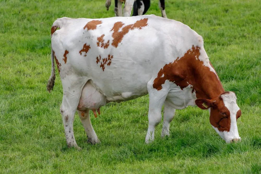 a single red and white holstein cow