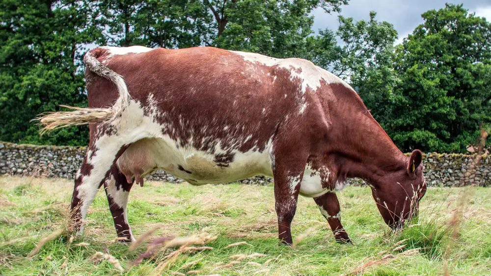 a single milking shornhorn cow