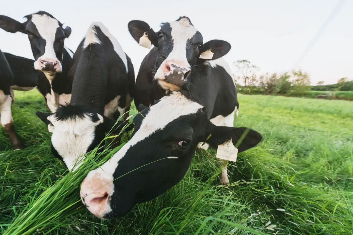 20 Facts About Milking Dairy Cows That You Might Not Know