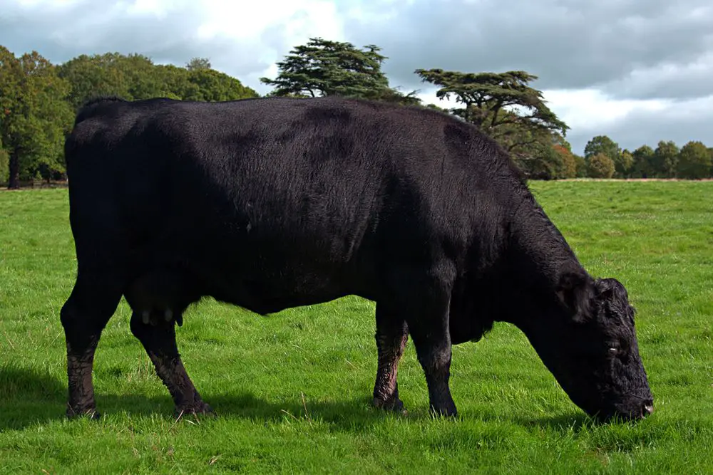 a dexter cow eating grass