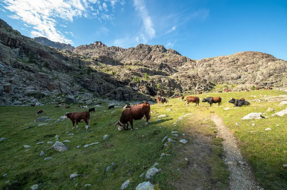 herd of cows licking rocks