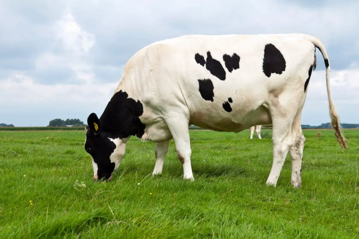 do-cows-only-produce-milk-when-pregnant-6-things-to-know