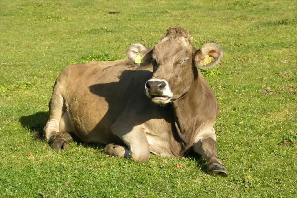 a cow sleeping sitting down