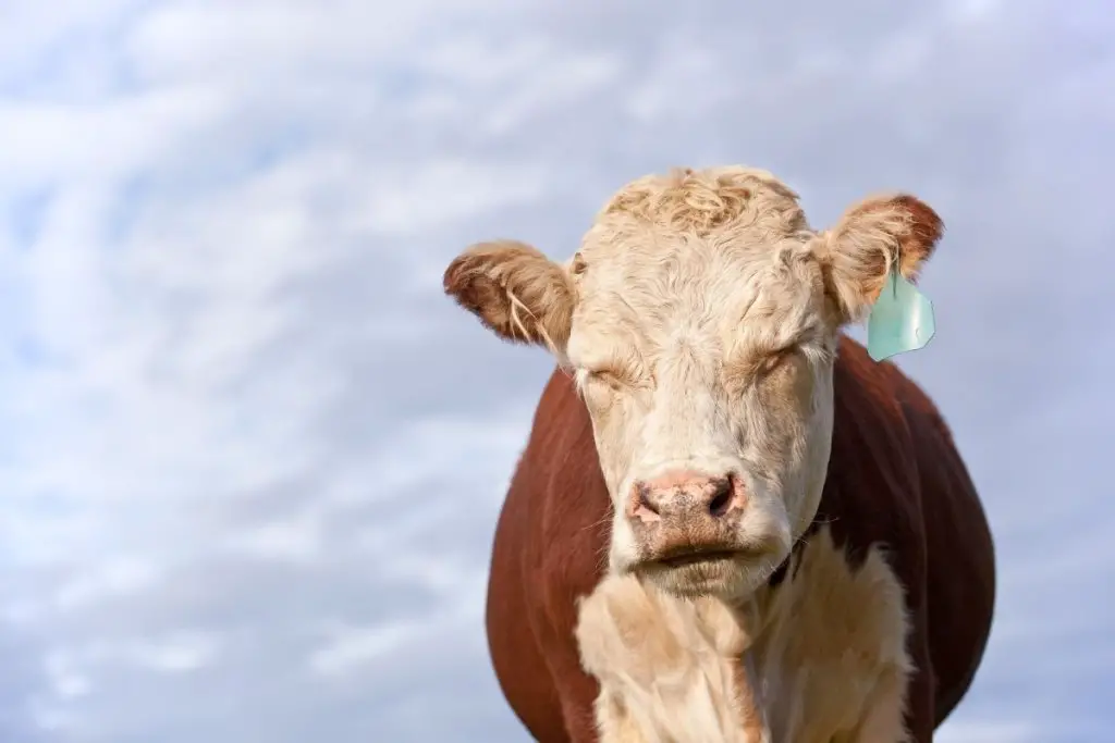 a cow sleeping standing up