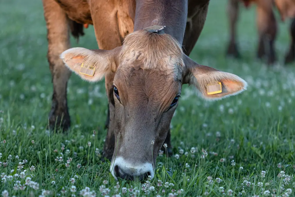 cow eating clover