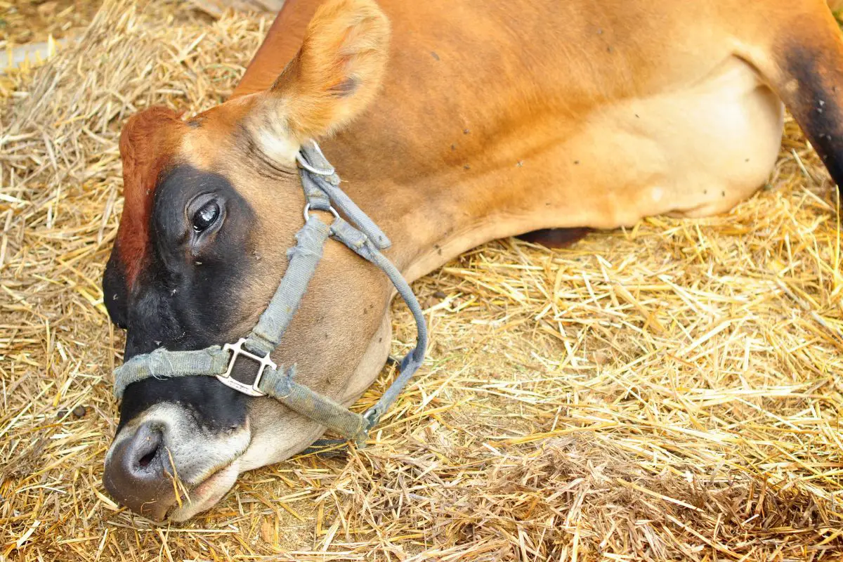 Downer Cow: Common Causes, Symptoms And Treatment