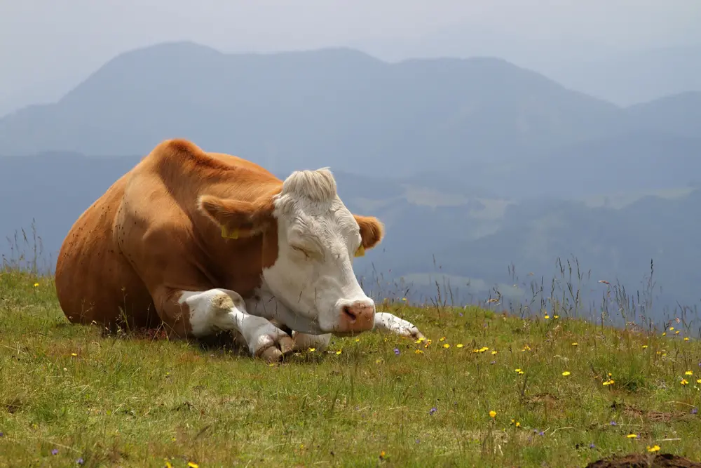 a cow with sternal recumbency