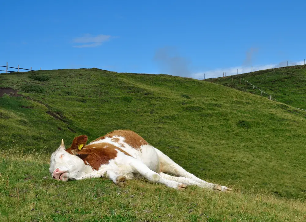 a cow with laternal recumbency