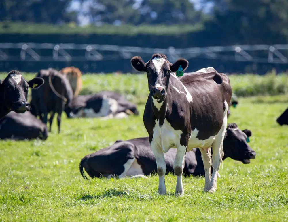 a friesian cow with a herd of friesian cows in the background