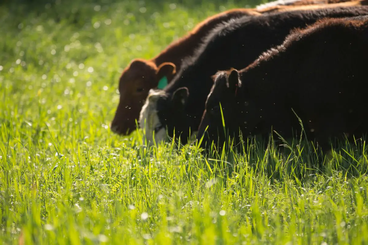 grass-fed-cattle-vs-grain-fed-cattle-what-is-the-difference