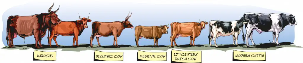 a graphic showing the history of cattle