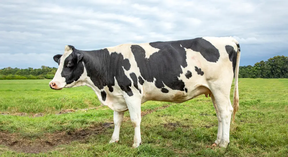 Holstein Friesian Cattle Guide Info And Facts