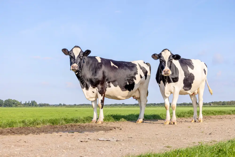 holstein friesian cattle