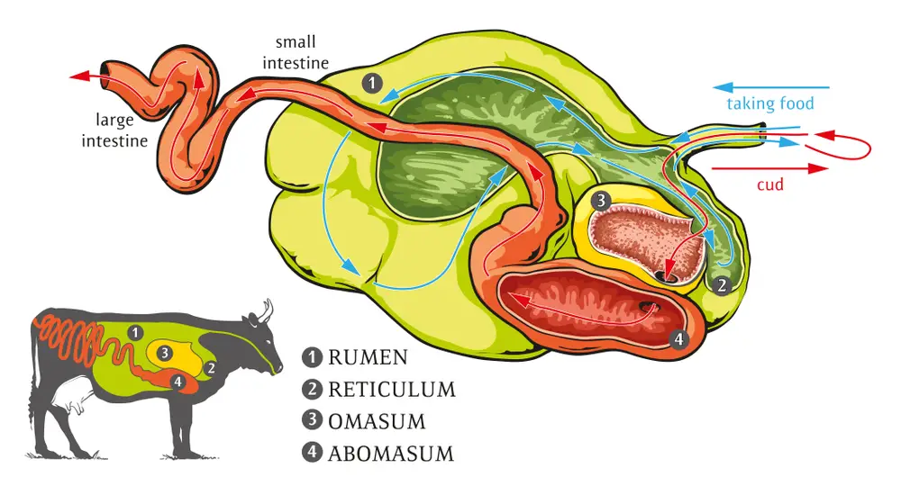 a graphic showing the anatomy of a cow stomach