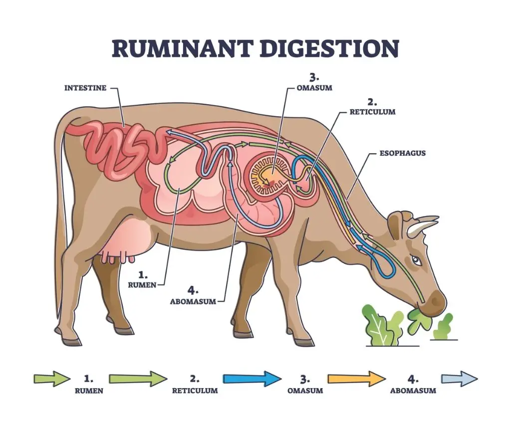 a graphic showing the anatomy of a cow digesting