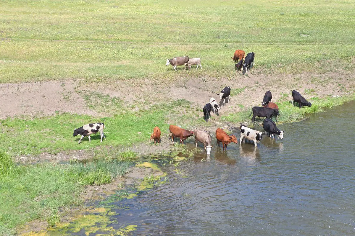 How Long Can A Cow Go Without Water 