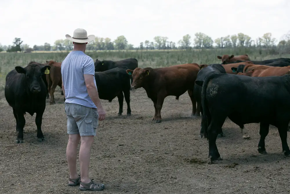 man standing with herd of red angus cattle